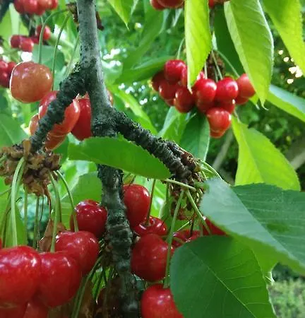 Il Frutteto